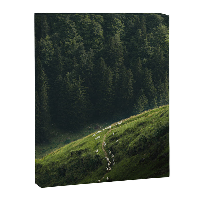Sheep Trail in a Forest during a calm morning Canvas Print Gallery Image 1
