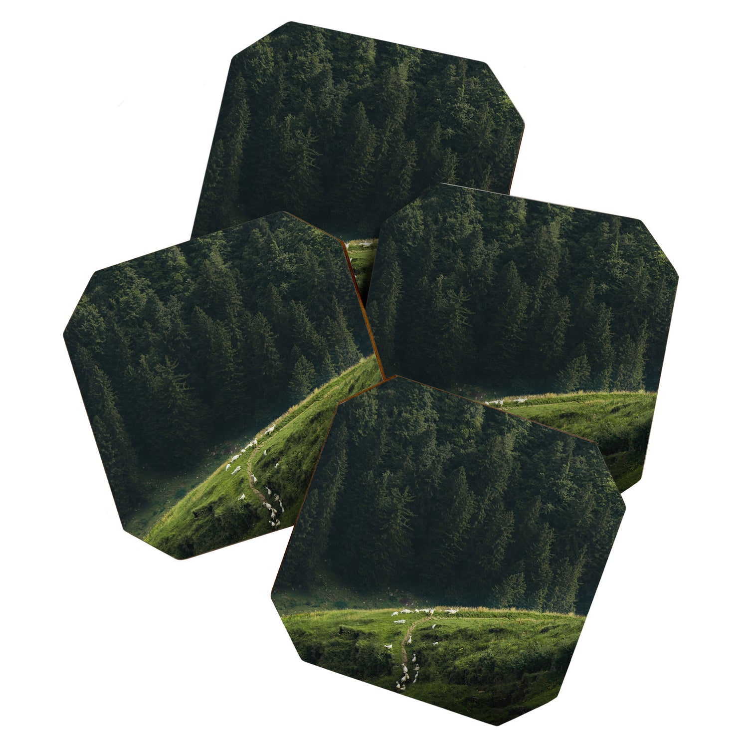 Sheep Trail in a Forest during a calm morning Coaster Gallery Image 1