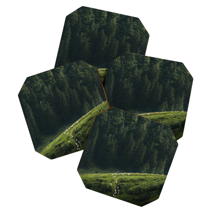 Sheep Trail in a Forest during a calm morning Coaster Gallery Image 1