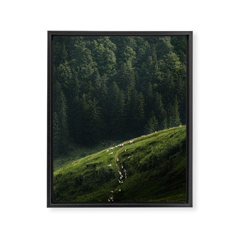 Sheep Trail in a Forest during a calm morning Framed Canvas Print Gallery Image 6