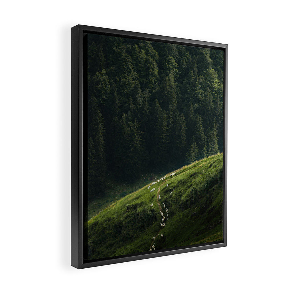 Sheep Trail in a Forest during a calm morning Framed Canvas Print Gallery Image 2