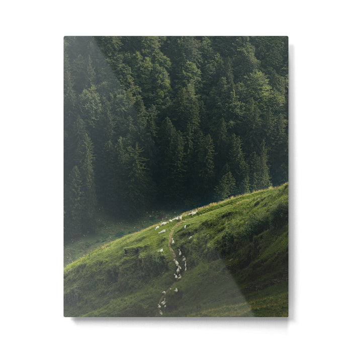 Sheep Trail in a Forest during a calm morning Metal Print Gallery Image 1
