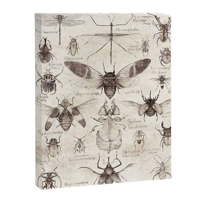 Insects Canvas Print Gallery Image 1