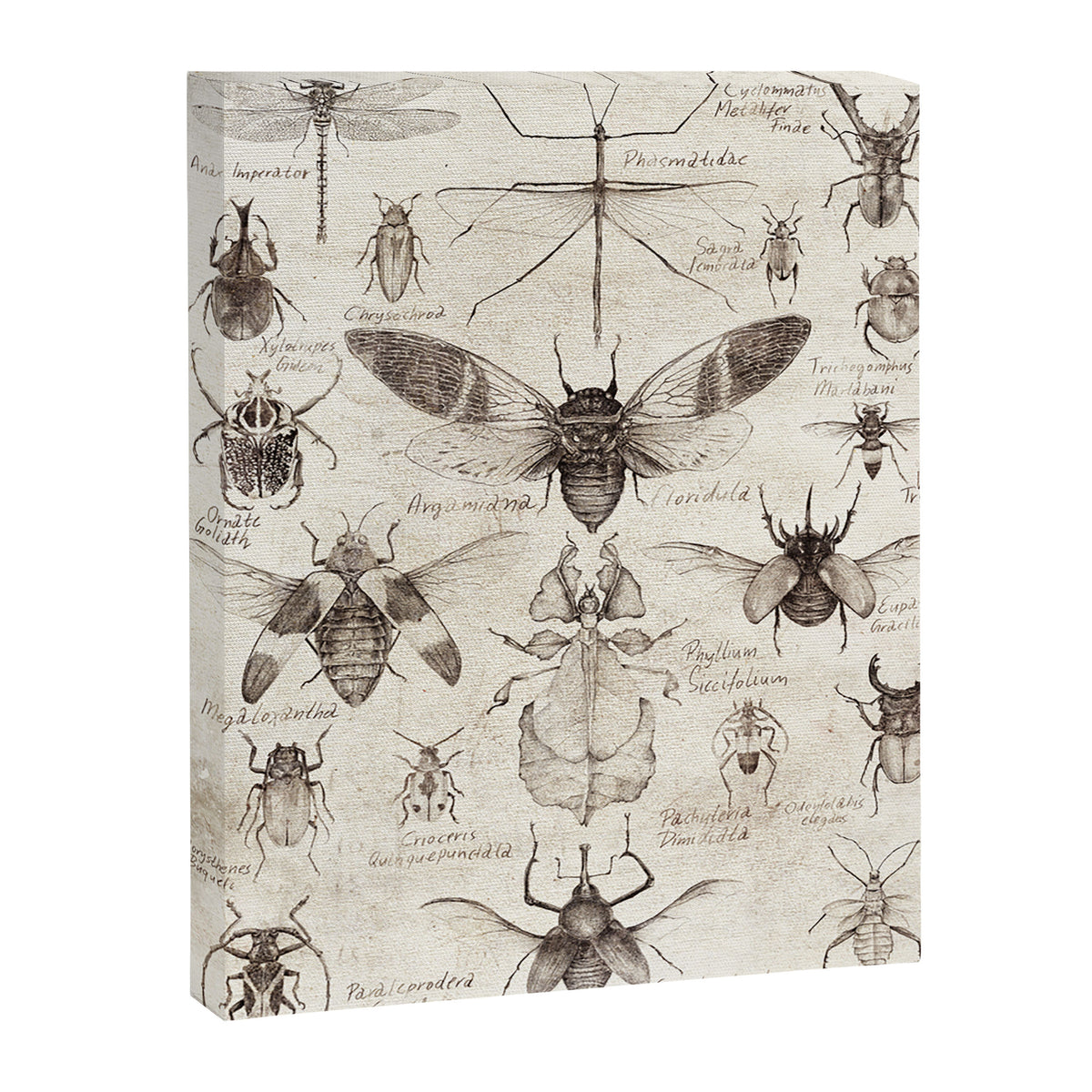 Insects Canvas Print Gallery Image 8