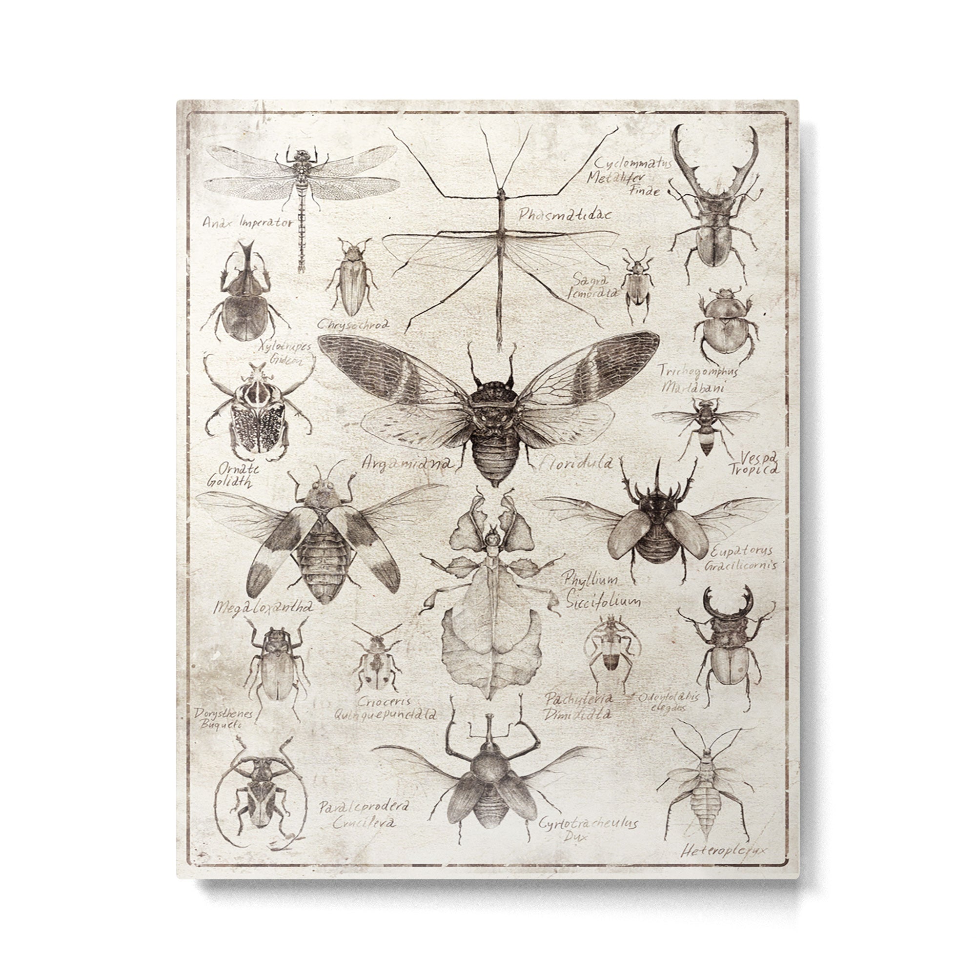 Insects Metal Print Gallery Image 6