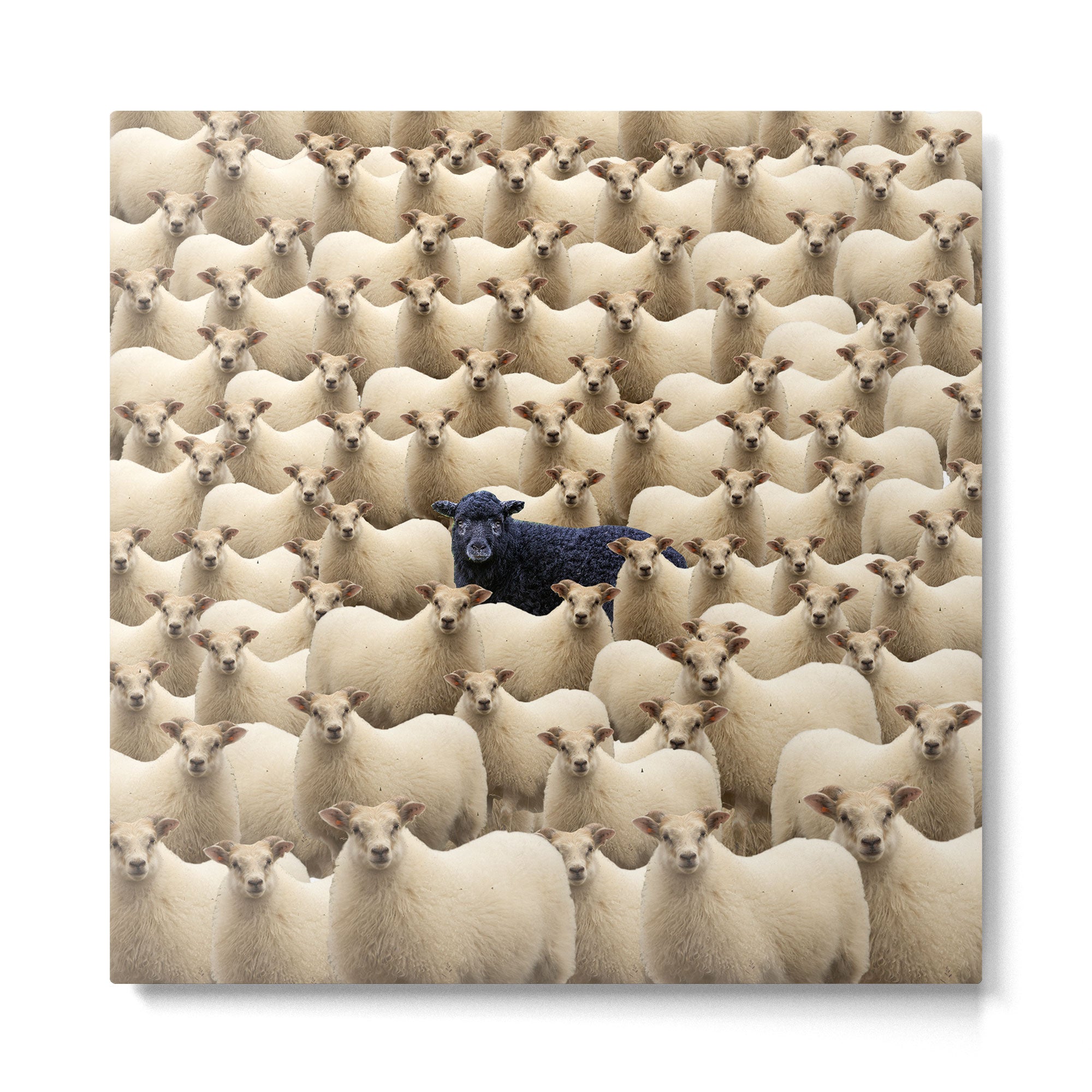 Black Sheep Metal Print Gallery Image 2