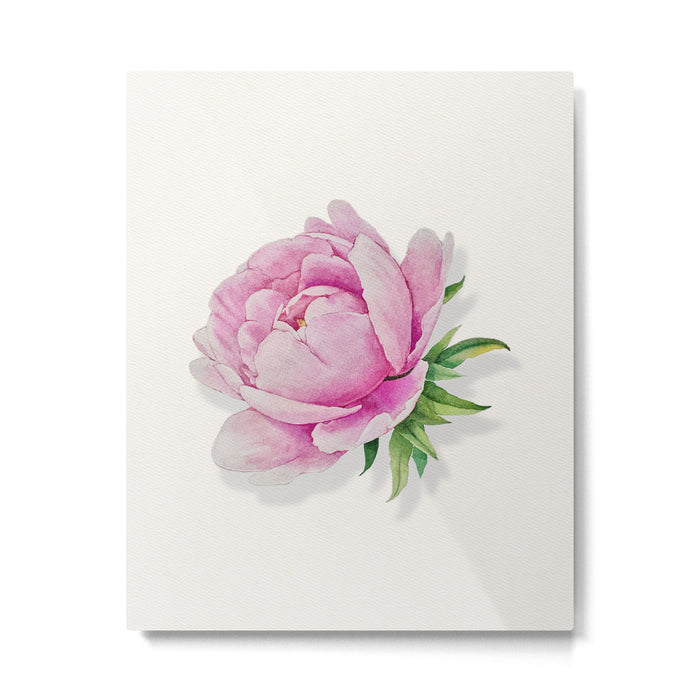 Peony flower painted in watercolor Metal Print Gallery Image 1