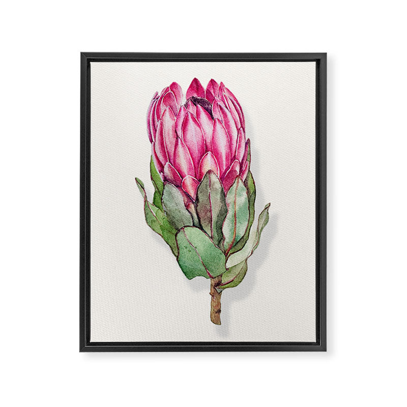 Protea flower painted in watercolor Framed Canvas Print Gallery Image 8