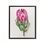 Protea flower painted in watercolor Framed Canvas Print Gallery Image 8