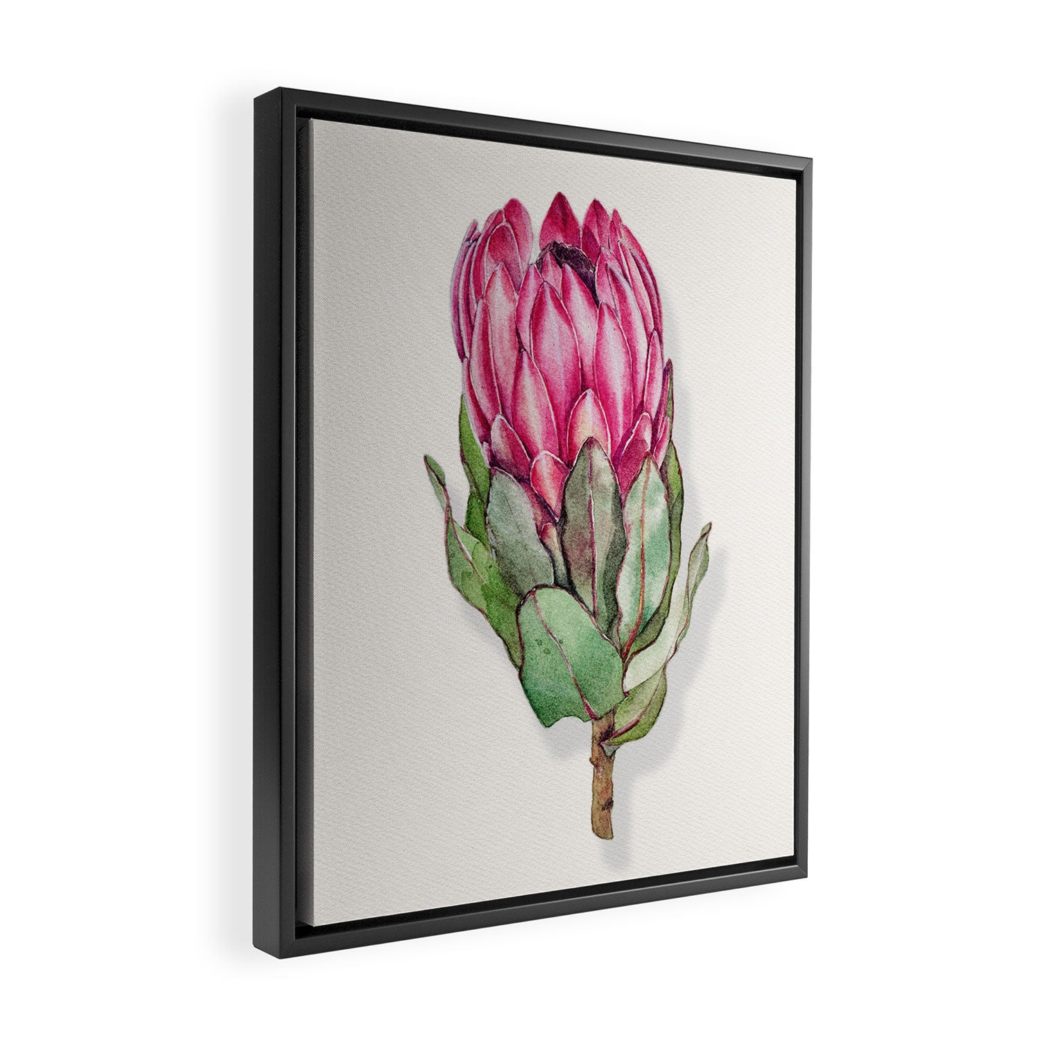 Protea flower painted in watercolor Framed Canvas Print Gallery Image 2