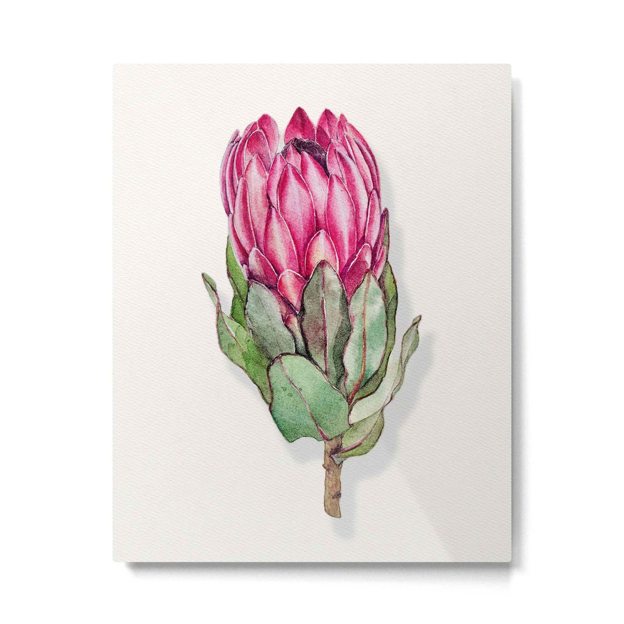 Protea flower painted in watercolor Metal Print Gallery Image 6
