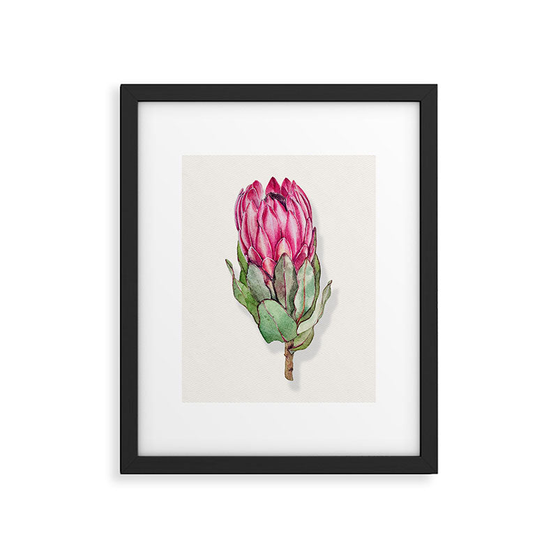 Protea flower painted in watercolor Framed Art Print Gallery Image 6