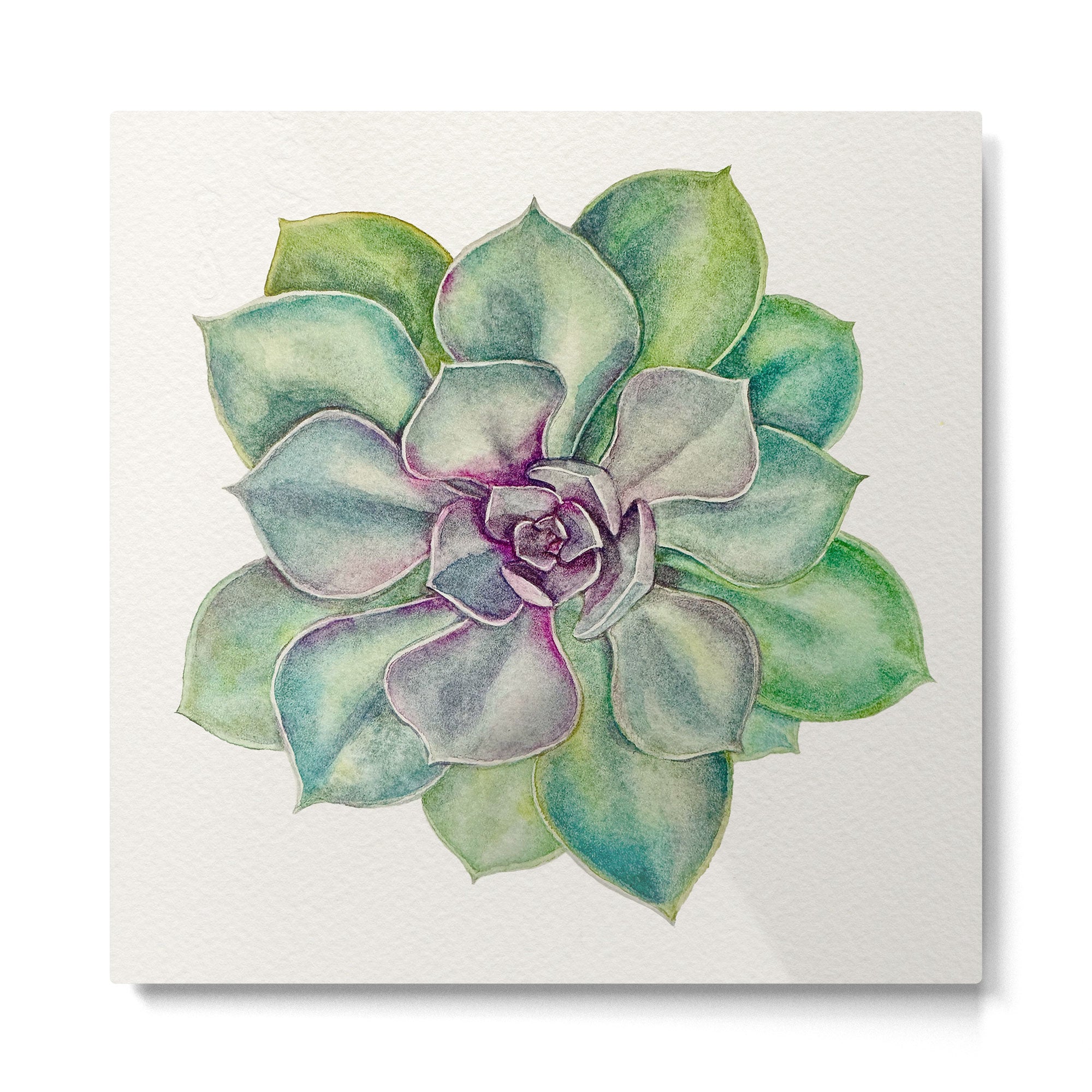 Succulents painted in watercolor Metal Print Gallery Image 2