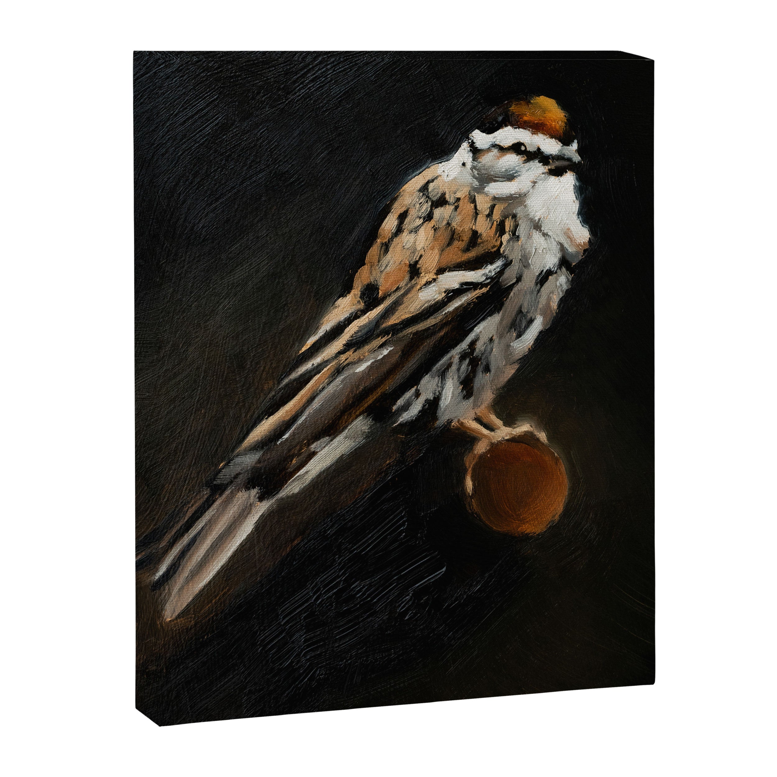 Chipping Sparrow Canvas Print Gallery Image 6