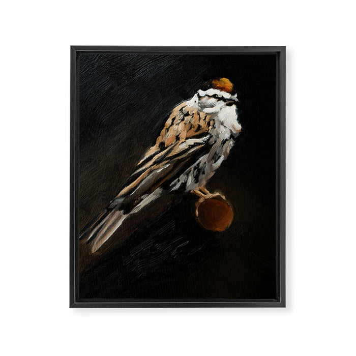 Chipping Sparrow Framed Canvas Print Gallery Image 1