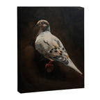 Dove Portrait Canvas Print Gallery Image 6