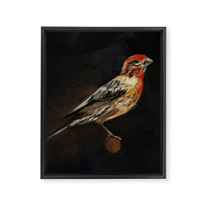 House Finch Framed Canvas Print Gallery Image 6