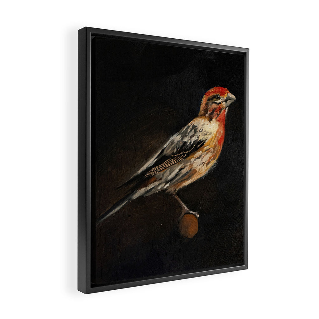House Finch Framed Canvas Print Gallery Image 2