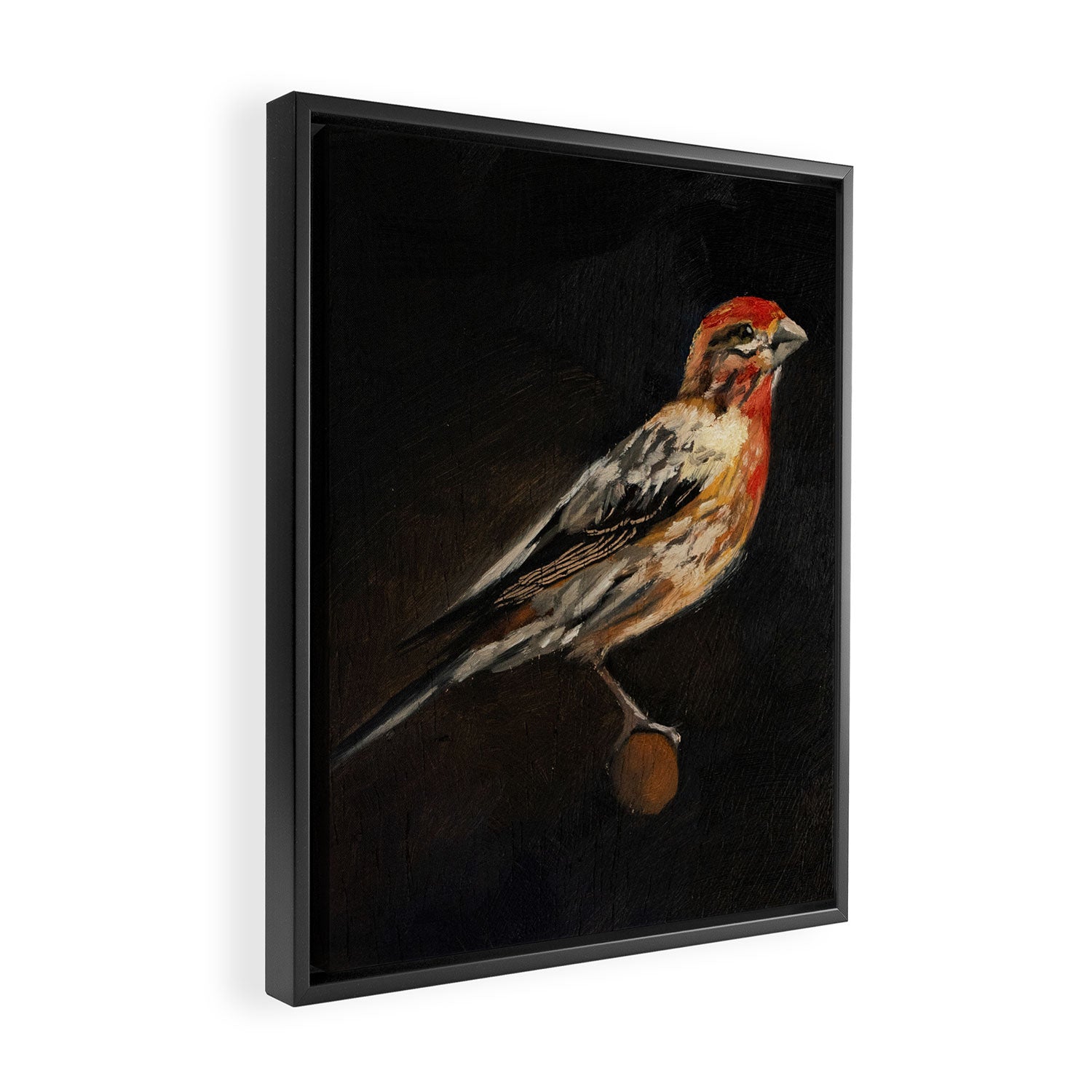 House Finch Framed Canvas Print Gallery Image 2