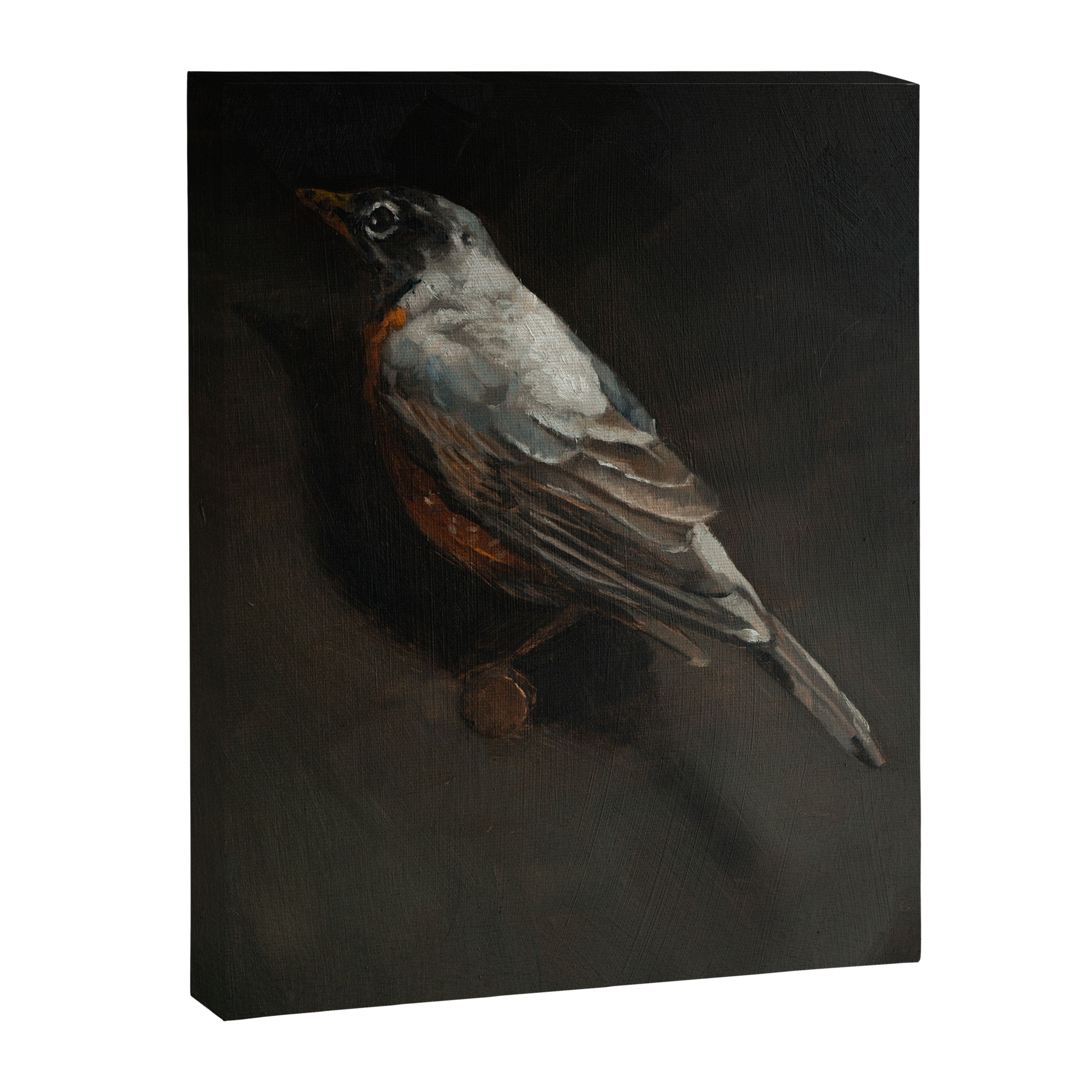 Robin Canvas Print Gallery Image 6