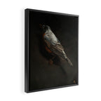 Robin Framed Canvas Print Gallery Image 2
