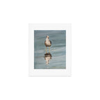 seagull two Art Print Gallery Image 1