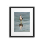 seagull two Framed Art Print Gallery Image 5