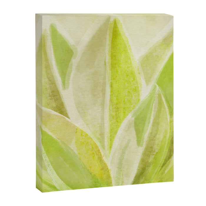 Agave Cactus in Morning Sunlight Canvas Print Gallery Image 1