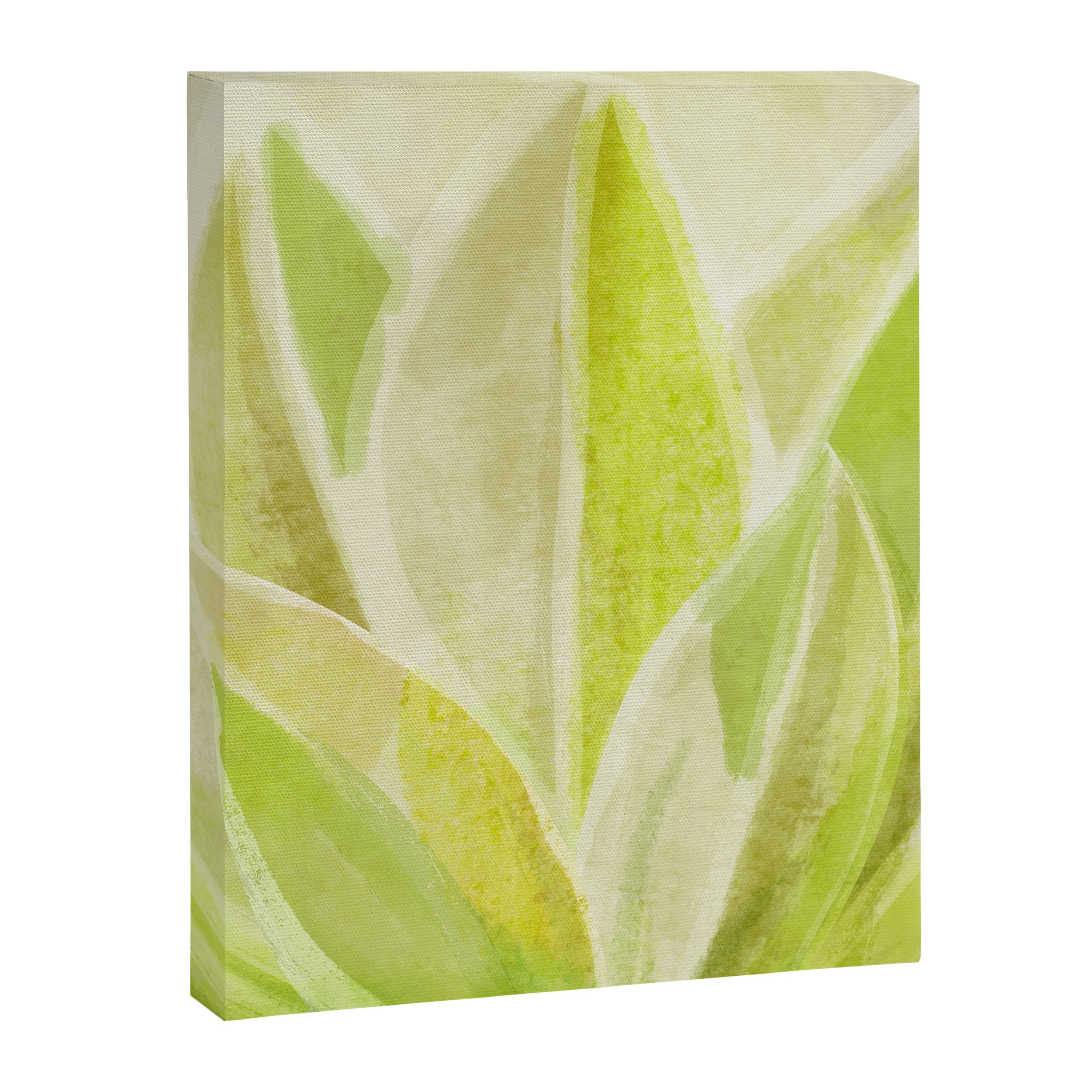 Agave Cactus in Morning Sunlight Canvas Print Gallery Image 8