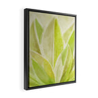 Agave Cactus in Morning Sunlight Framed Canvas Print Gallery Image 2