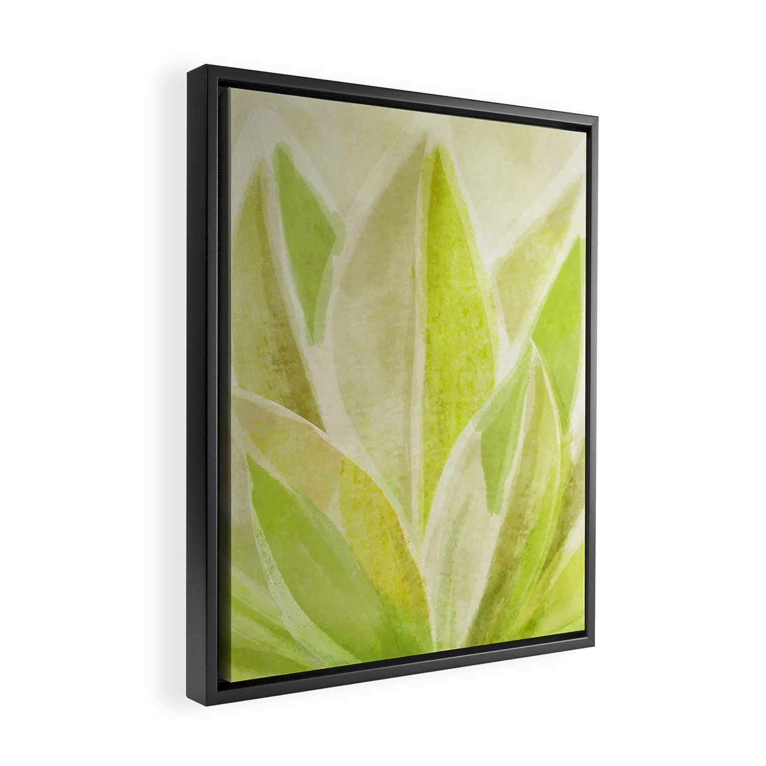 Agave Cactus in Morning Sunlight Framed Canvas Print Gallery Image 2