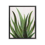 Desert Agave Succulent Illustration Framed Canvas Print Gallery Image 6