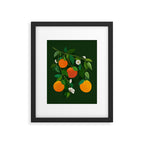Oranges and Blossoms Botanical Illustration Framed Art Print Gallery Image 5