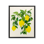 Summer Lemons / Tropical Fruit Series Framed Canvas Print Gallery Image 8