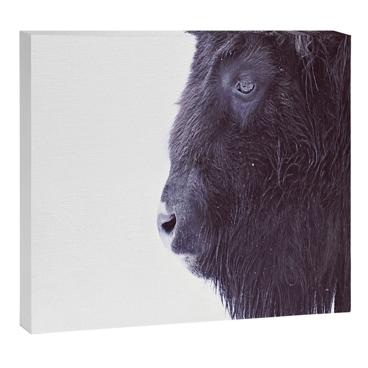BLACK BUFFALO Canvas Print Gallery Image 6