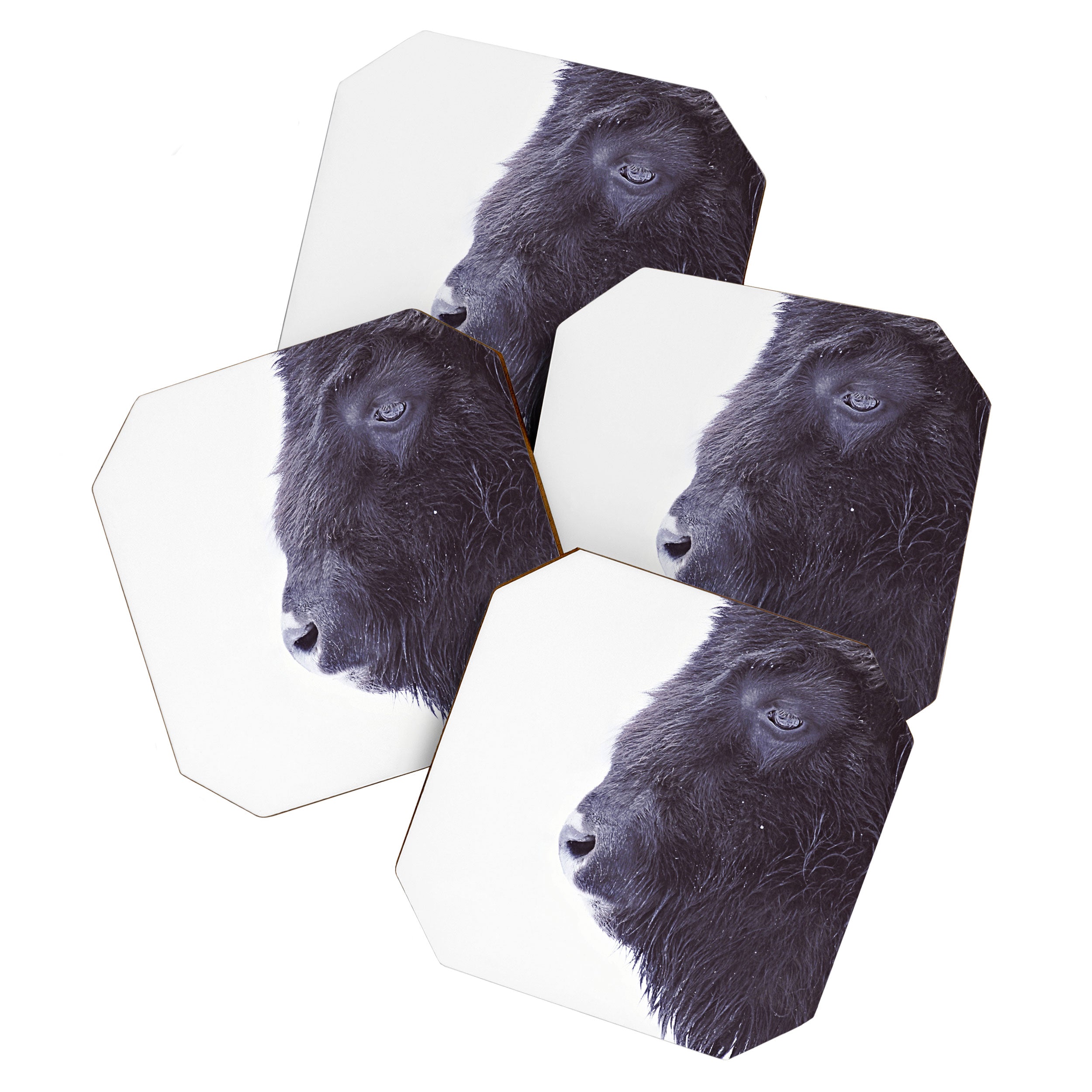 BLACK BUFFALO Coaster Gallery Image 1