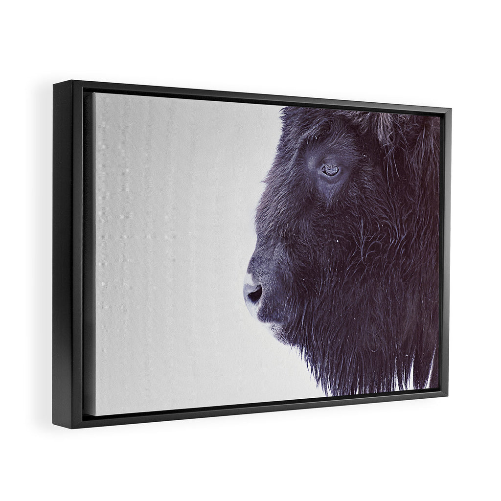 BLACK BUFFALO Framed Canvas Print Gallery Image 2