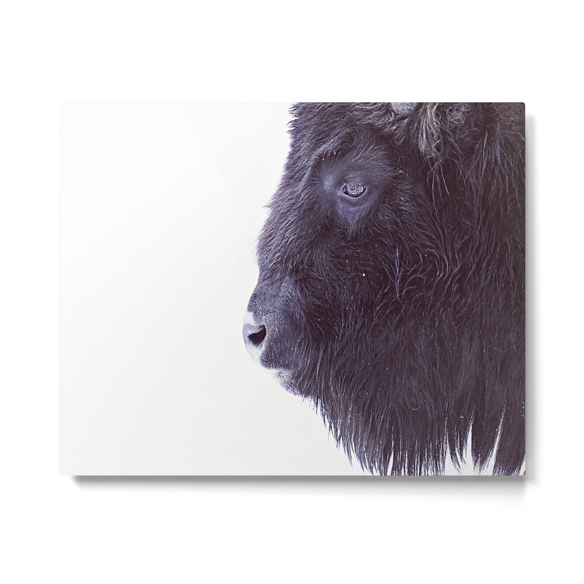 BLACK BUFFALO Metal Print Gallery Image 4