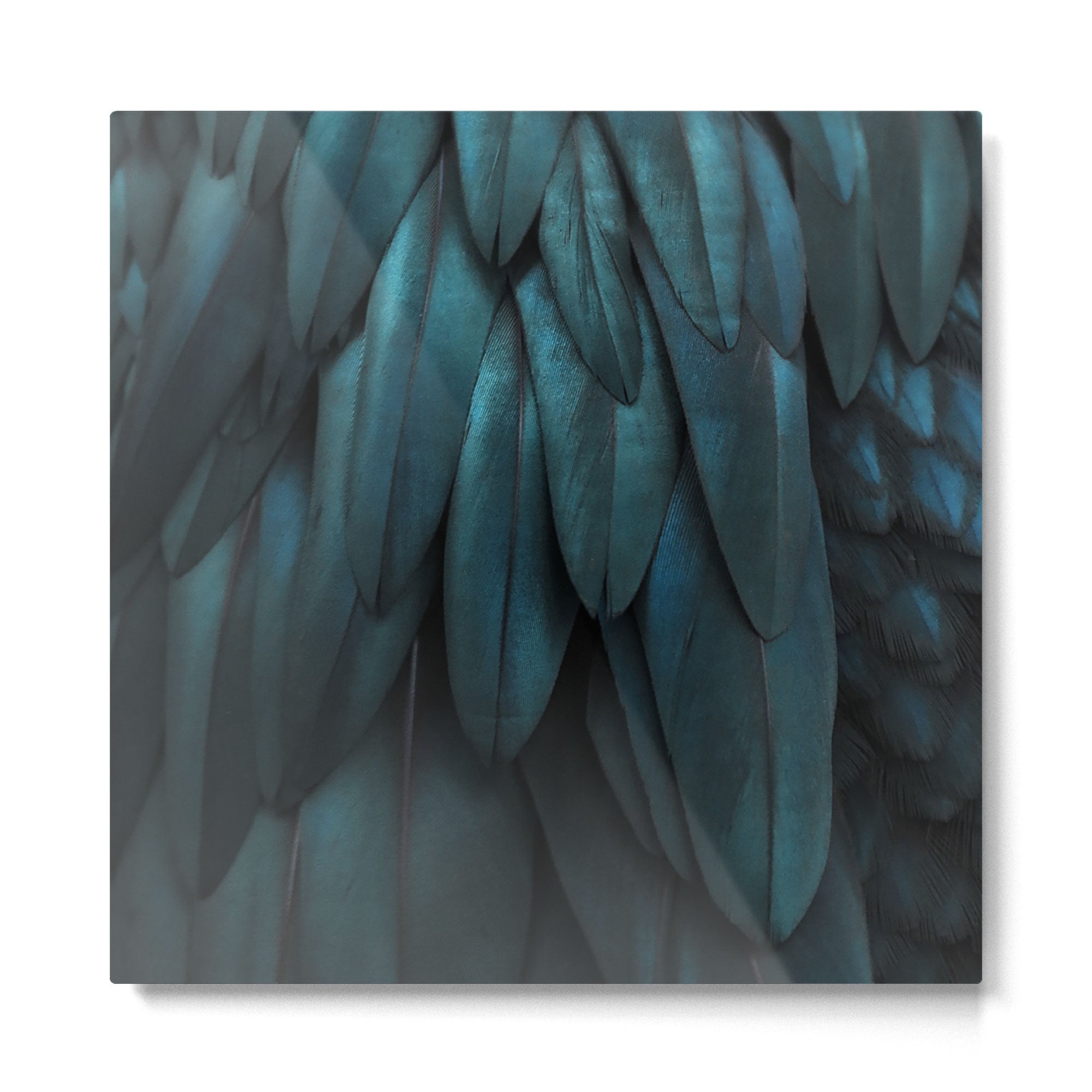 DARK FEATHERS Metal Print Gallery Image 2
