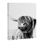 HIGHLAND CATTLE FRIDA Canvas Print Gallery Image 8