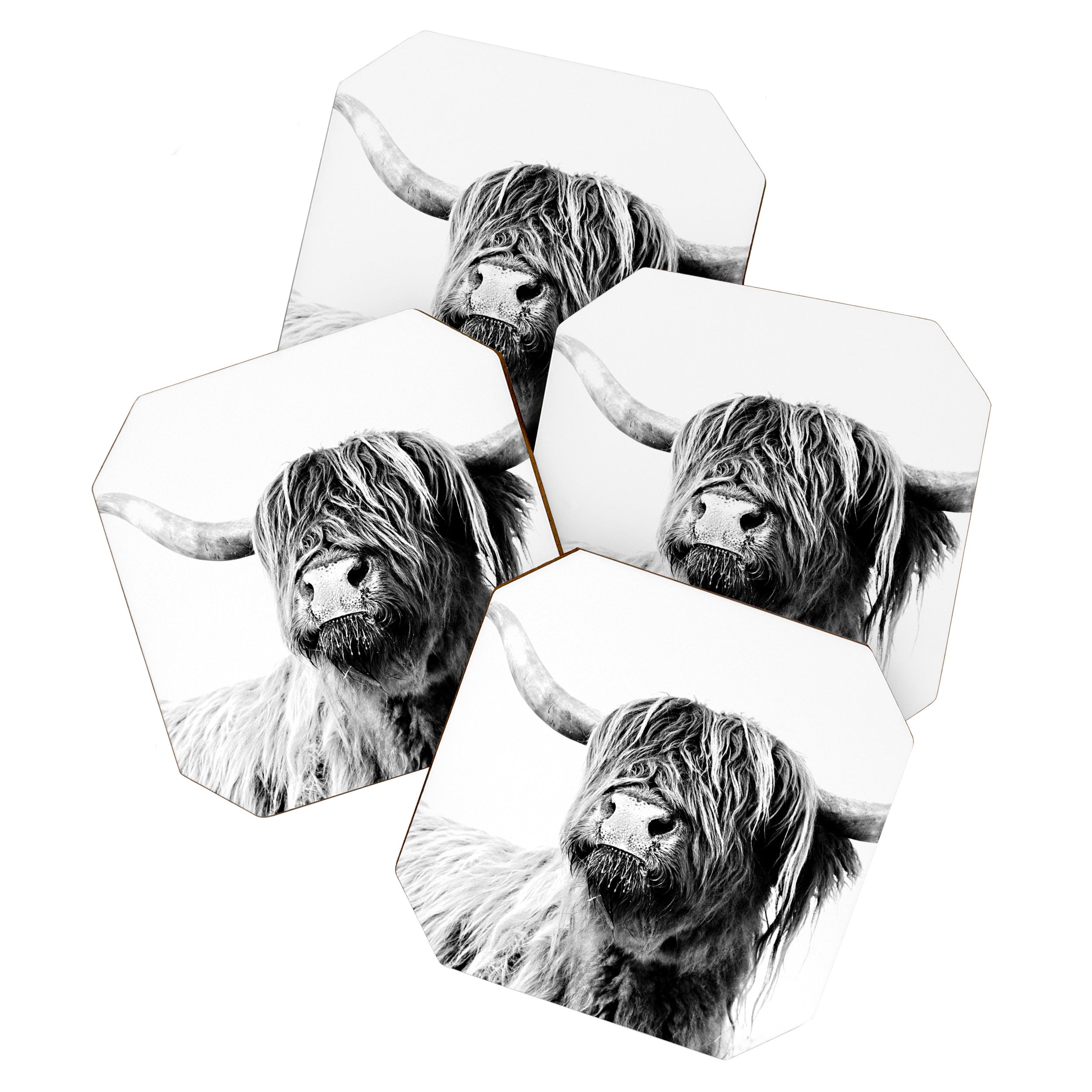 HIGHLAND CATTLE FRIDA Coaster Gallery Image 1
