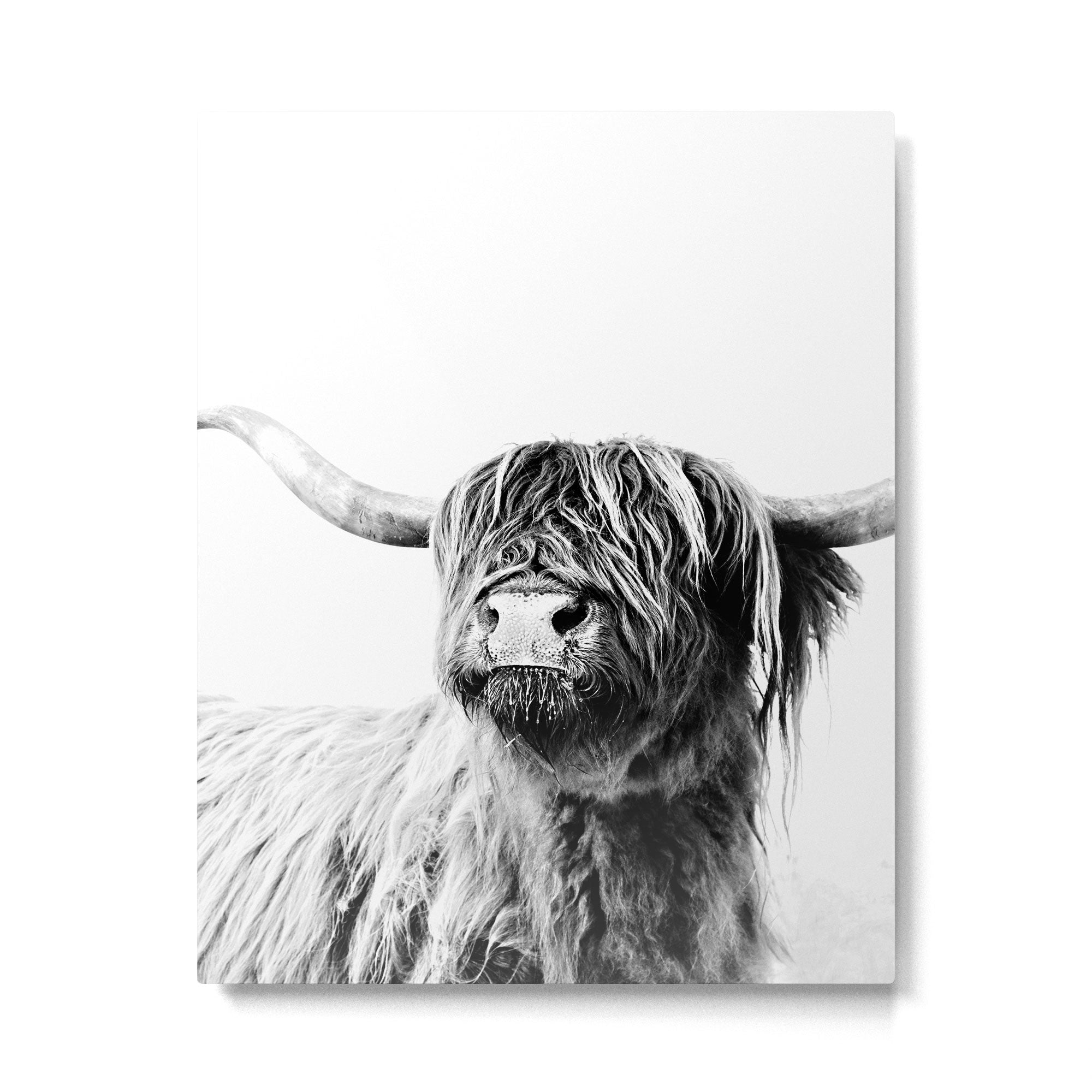 HIGHLAND CATTLE FRIDA Metal Print Gallery Image 6