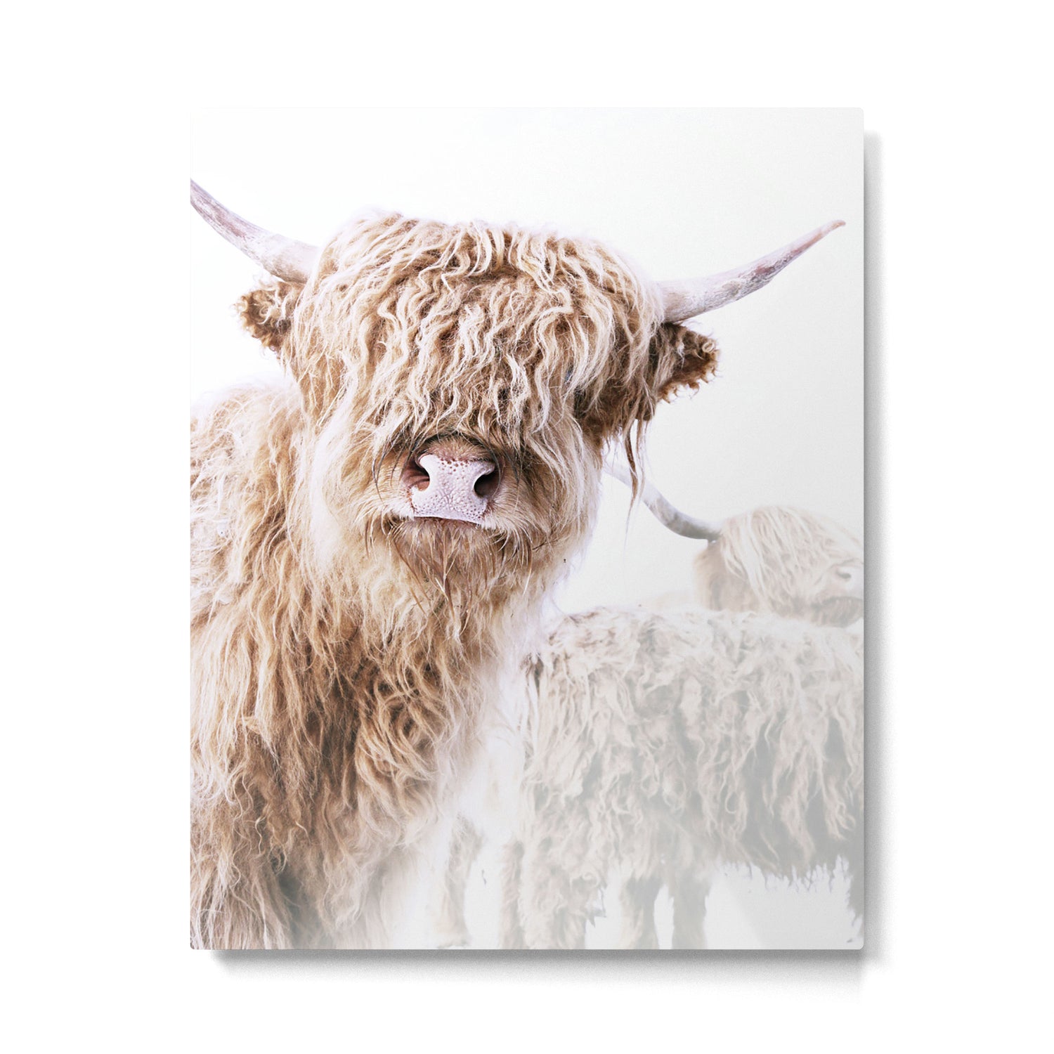 HIGHLAND CATTLE LULU Metal Print Gallery Image 6