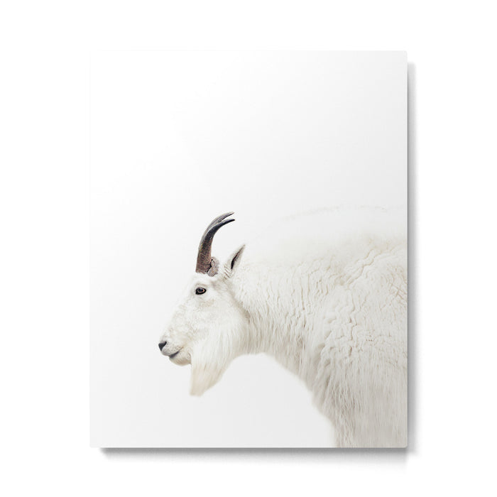 NORDIC MOUNTAIN GOAT Metal Print Gallery Image 1