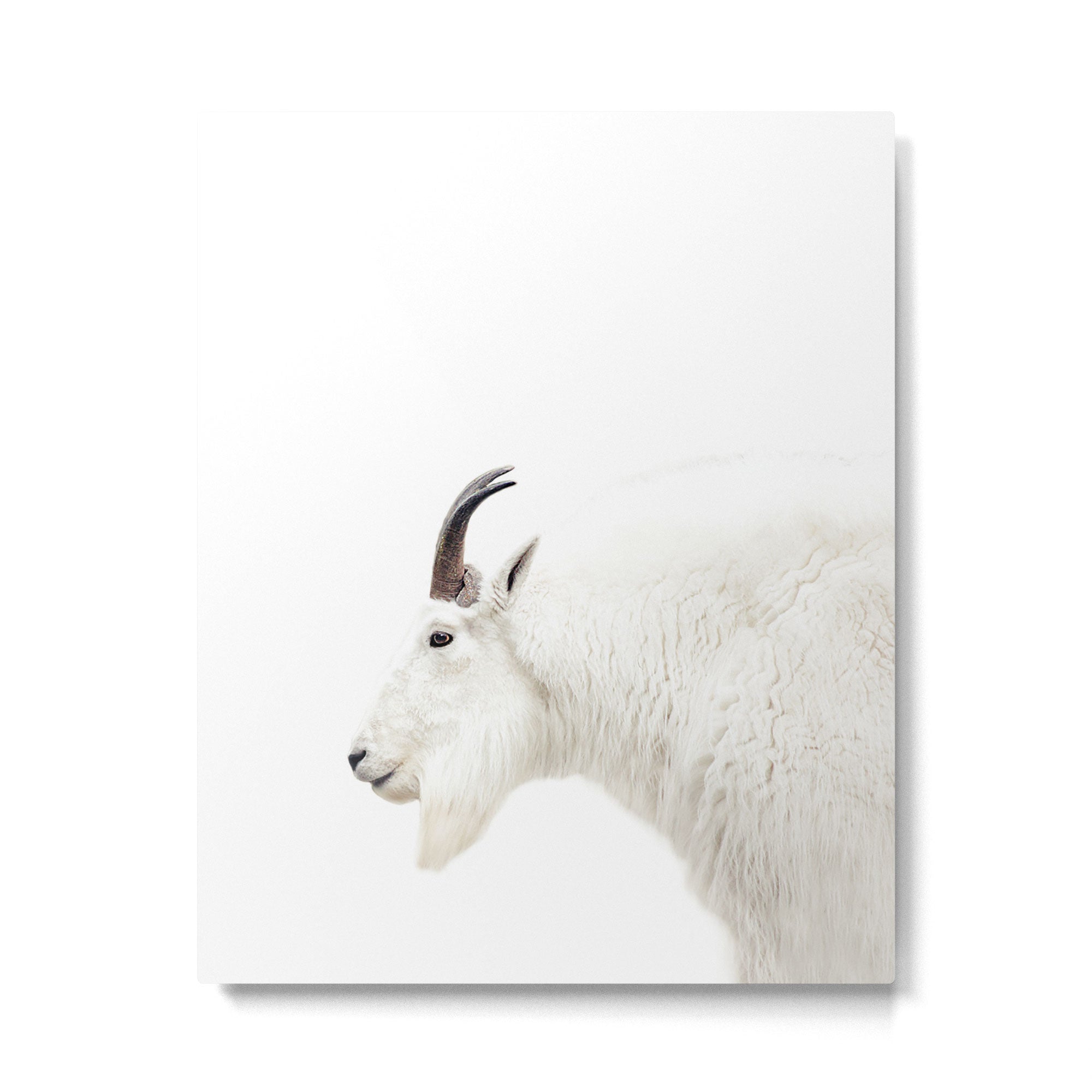 NORDIC MOUNTAIN GOAT Metal Print Gallery Image 4