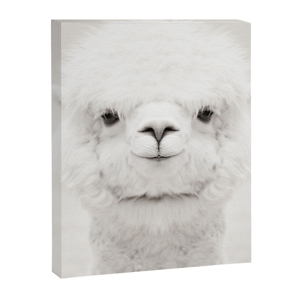 SMILING ALPACA Canvas Print Gallery Image 8