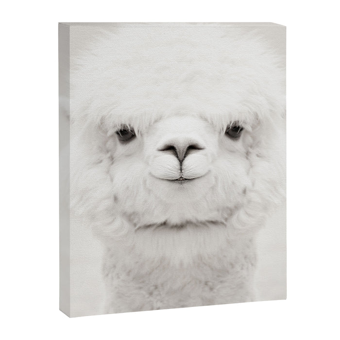 SMILING ALPACA Canvas Print Gallery Image 1