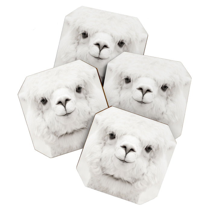 SMILING ALPACA Coaster Gallery Image 1