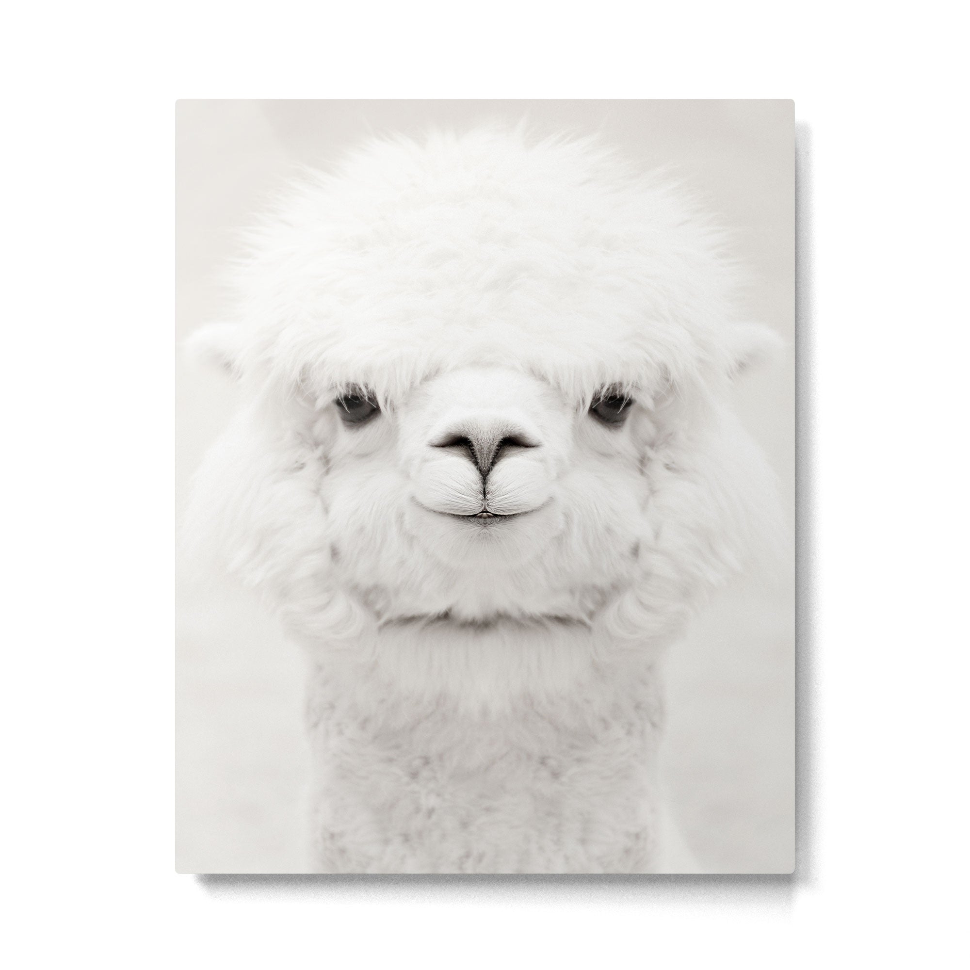 SMILING ALPACA Metal Print Gallery Image 6
