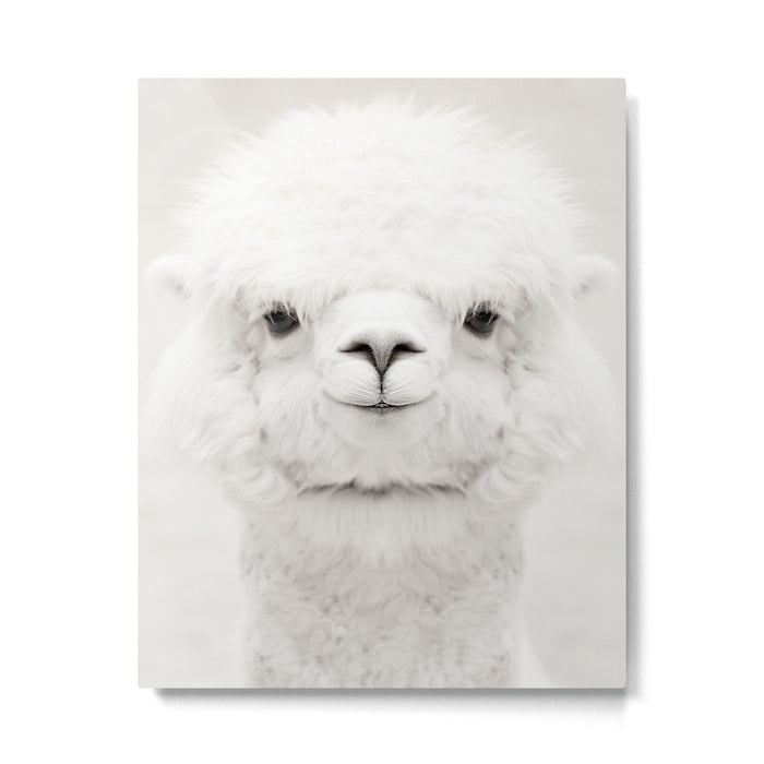 SMILING ALPACA Metal Print Gallery Image 1